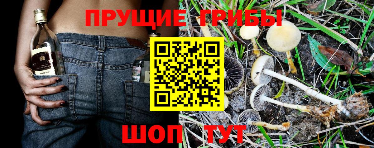 Галлюциногенные грибы Psilocybine cubensis Шадринск